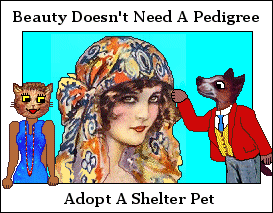Beauty Doesn't Need A Pedigree. Adopt cat or dog