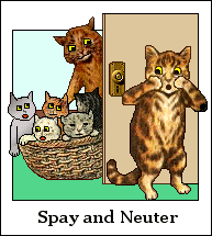 Cat - basket of kittens - Spay Neuter