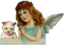 angel - white cat
