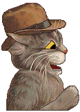 Cat - hat