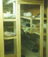 Cats in pens