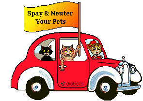Cats in car - Spay and Neuter