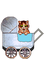 Cat: Scooter