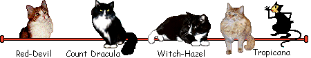 My cats