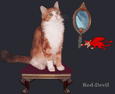 Red-Devil the cat whio loves mirrors