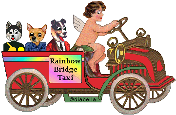 Dogs in Rainbow Bridge taxi