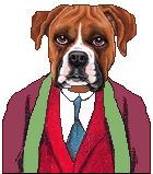 dressed male Boxer