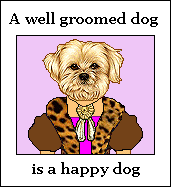 A well groomed dog...