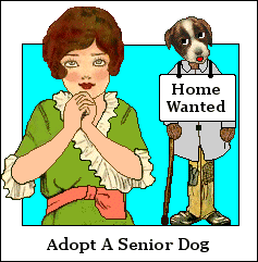 Adopt A Senior Dog
