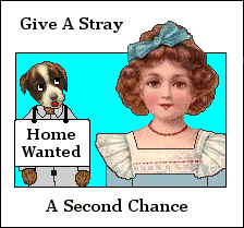 Give a stray a second chance 