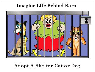 Imagine Life Behind Bars. Adopt A Shelter cat or dog