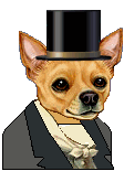 Dressed Male Chihuahua