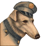 dressed male Greyhound