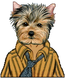 Yorkshire Terrier male