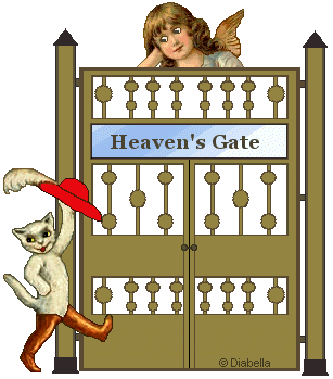 Heaven's Gate - Angel - cat