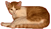 Cat: Ginger