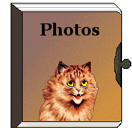Orange tabby cat on photo album