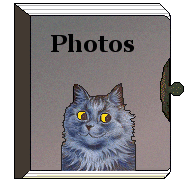 Gray tabby cat on photo album
