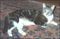Katzenberg