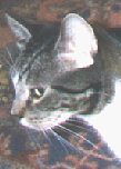 Cat: Katzenberg