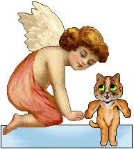 Angel - cat
