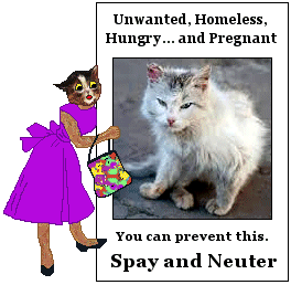 Stray cat: Unwanted, Homeless, Hungry. Spay/Neuter
